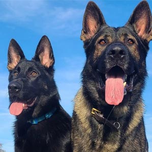 dog walker